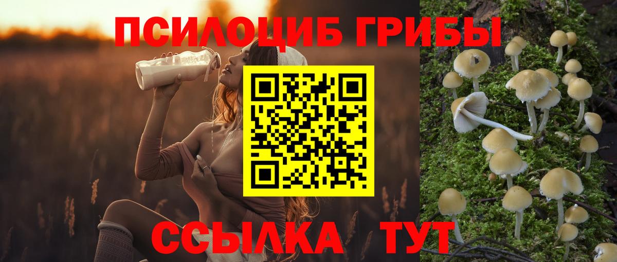 Псилоцибиновые грибы Psilocybe Клинцы